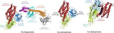 Structural changes upon membrane insertion of the insecticidal pore-forming toxins produced by Bacillus thuringiensis
